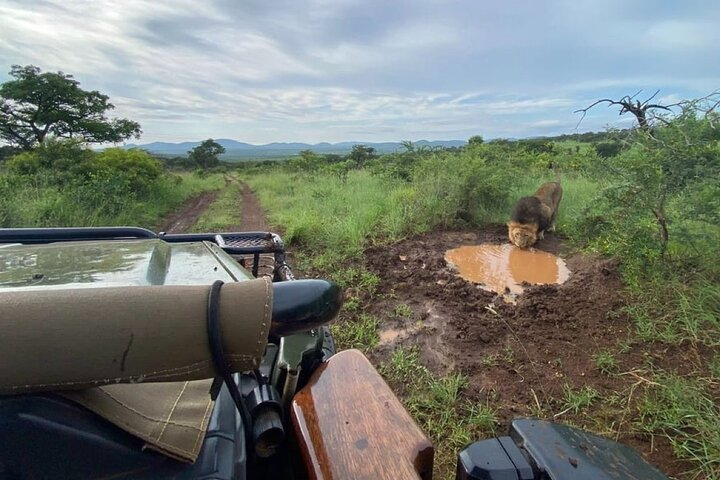 Male lion having a drink after the rains at Manyoni Private Game Reserve.